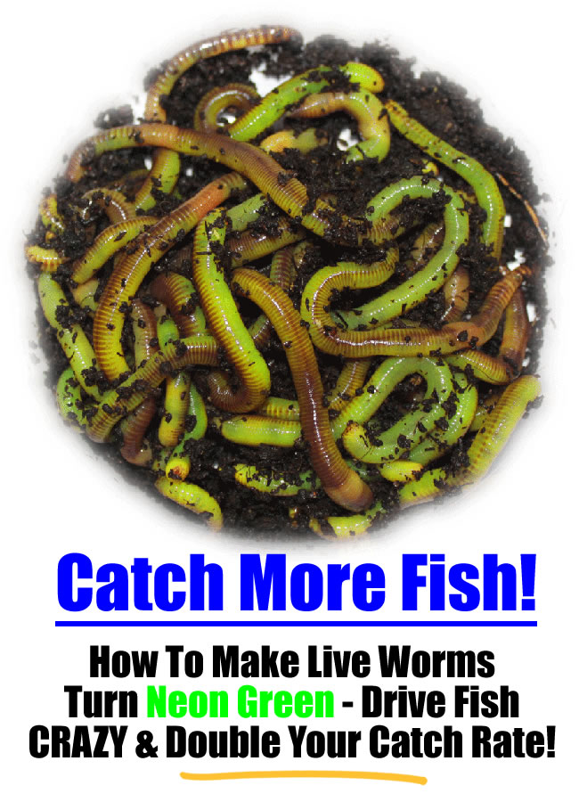 http://www.wormfarmingsecrets.com/new/wp-content/uploads/2010/04/neon-green-worms.jpg
