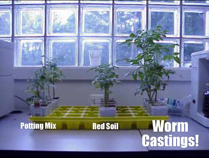 plants-example