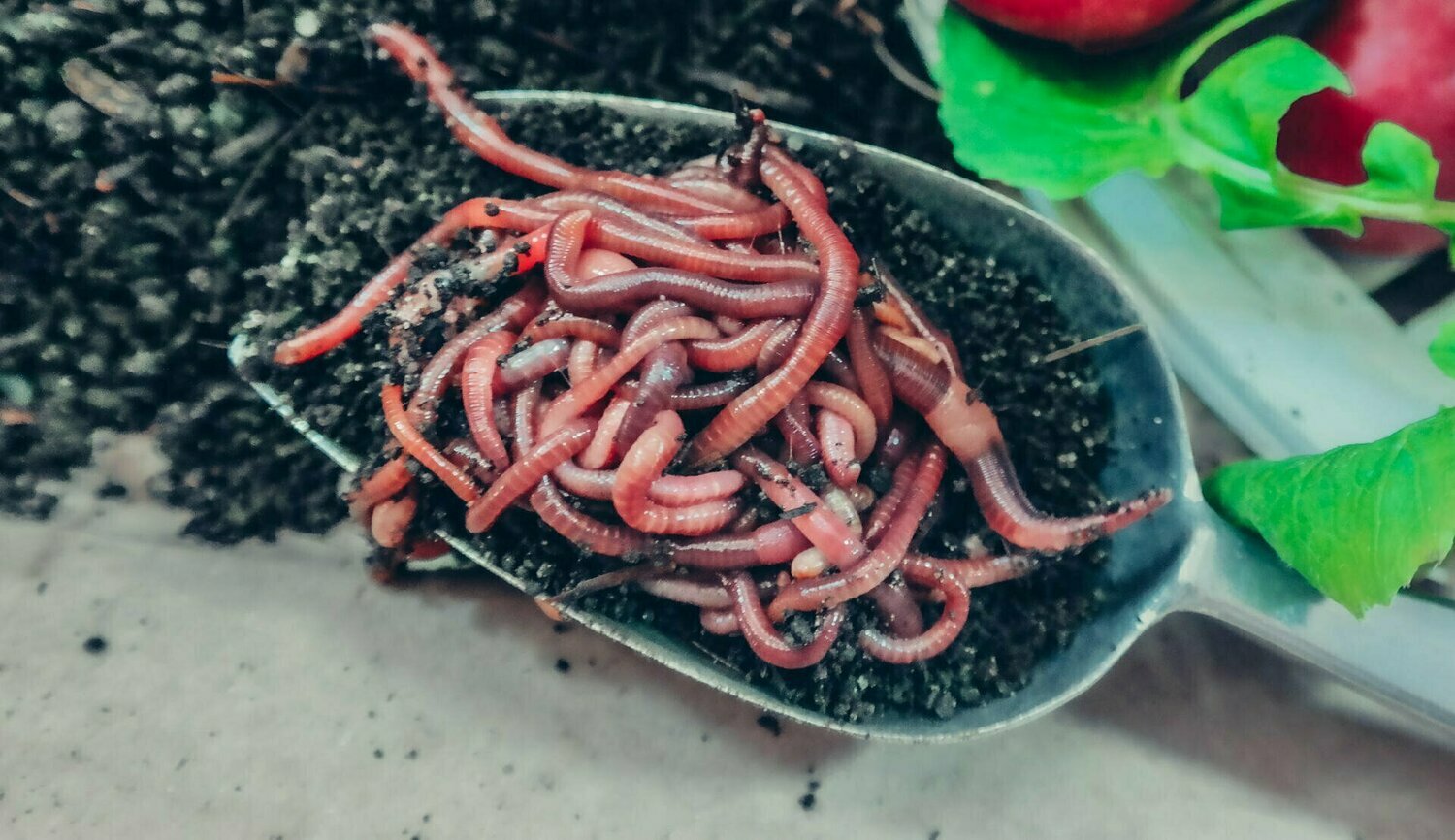 Buy Red Composting Worms...