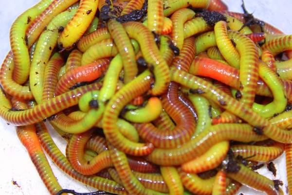 How To Make Live Composting Worms Turn Neon Green To Drive Fish