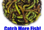 How To Make Live Composting Worms Neon Green & Drive Fish Crazy...