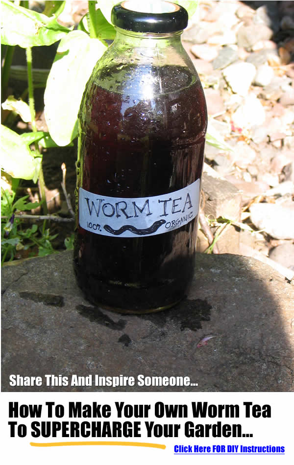 How To Make Worm Tea To Supercharge Your Garden & Plants...