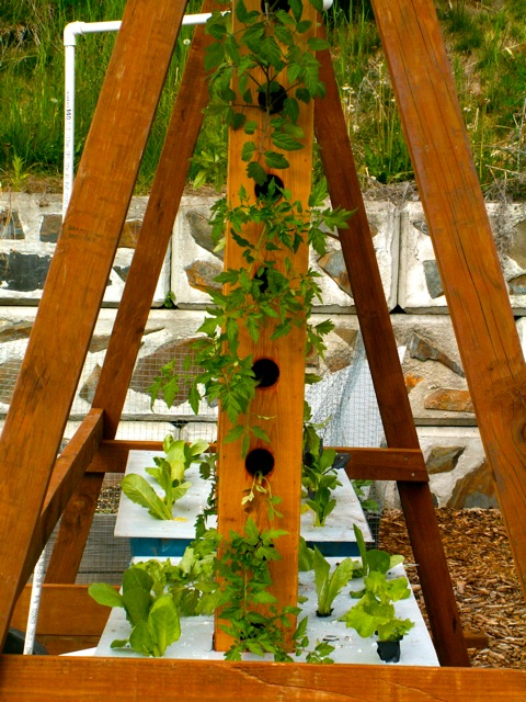 Aquaponics system fish tanks This Zambian Entrepreneur Is Designing Mobile, Sustainable Farms