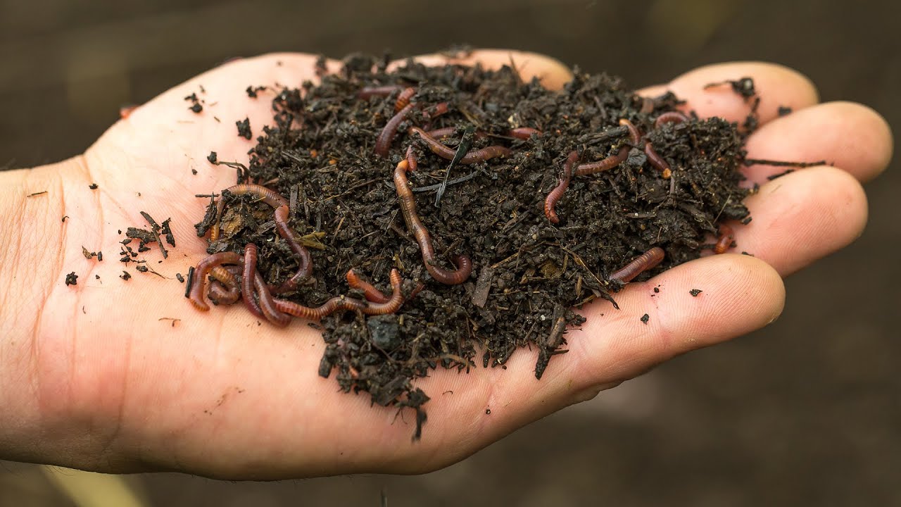 Will NightCrawlers Multiply Like Red Wigglers? – Worm Farming Secrets