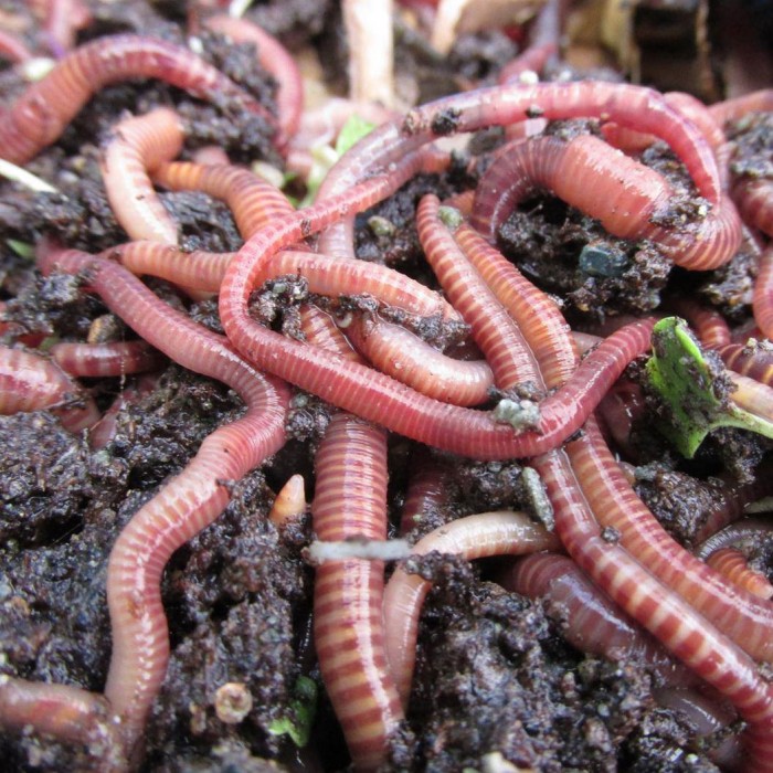 Buy Composting Worms...