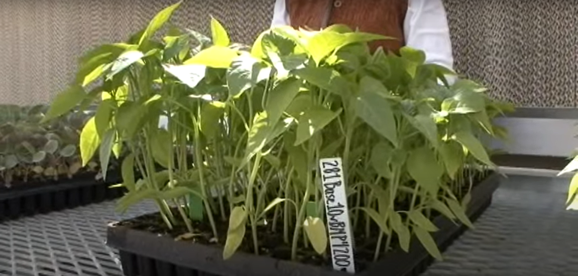 Peppers Grow Twice as Fast with Worm Compost